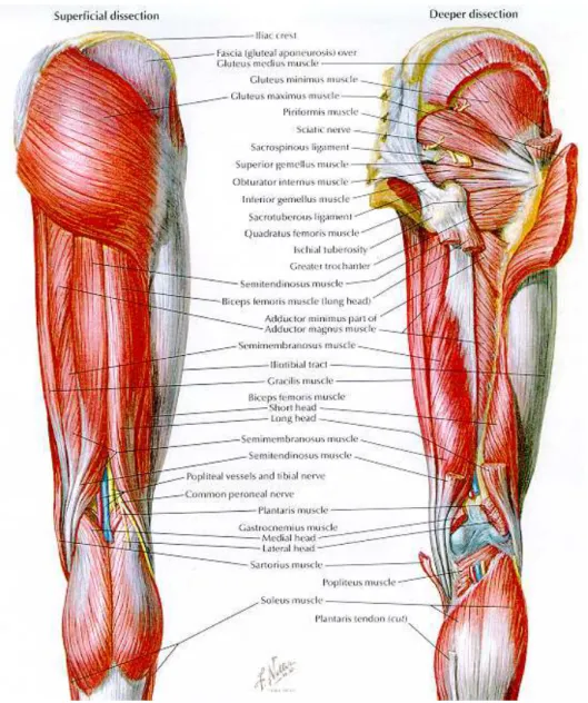 Figura 2.3 - Músculos da face anterior da anca e perna [ (Medicine, 2004)]