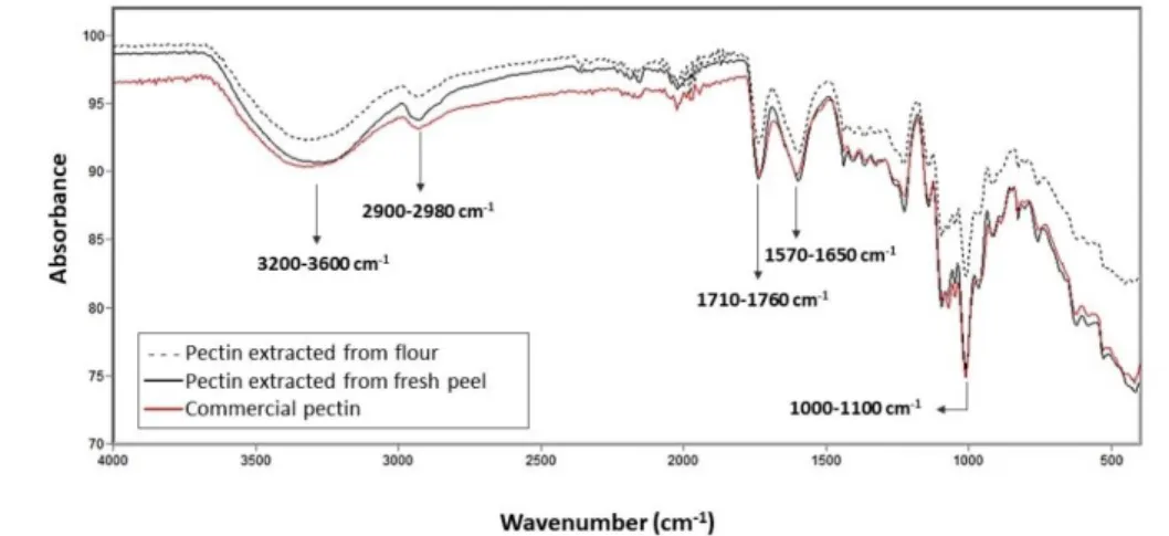 Figure  6  –  Infrared  spectra  (FT-IR)  of  the  pectin  samples:  commercial,  extracted  from  flour,  and  extracted  from  the  fresh peel