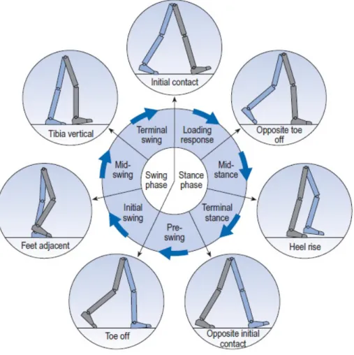 Figure 2.1: Gait cycle (Whittle, 2007)