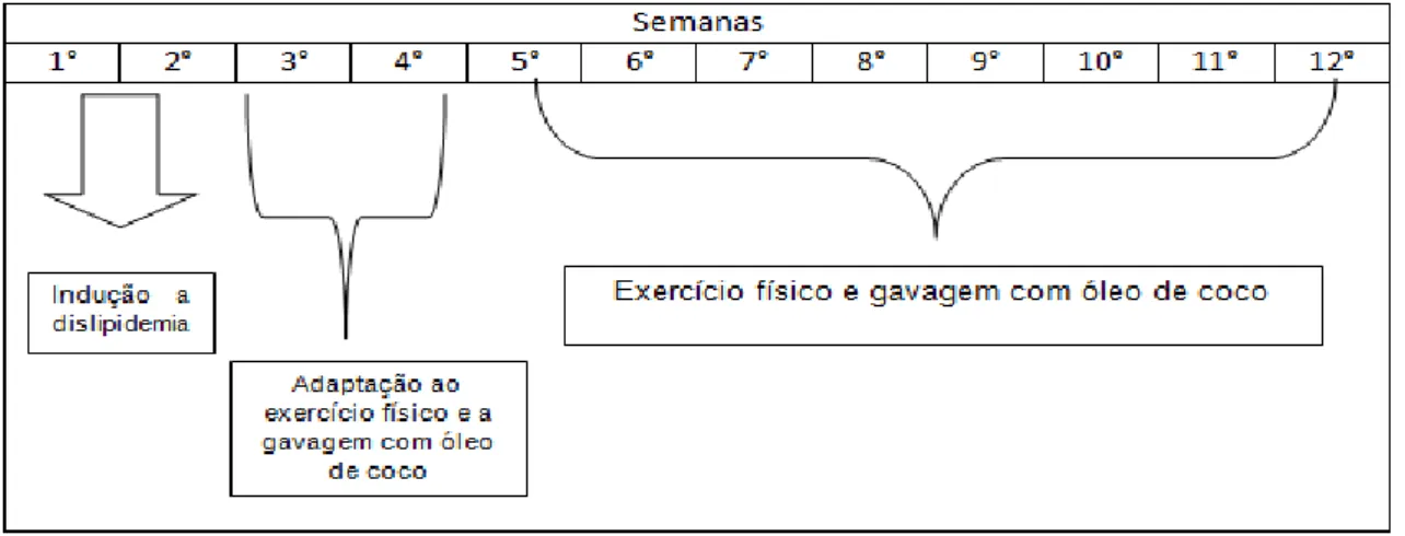 Figura 2 – Esquema do protocolo de adaptação de exercício físico 