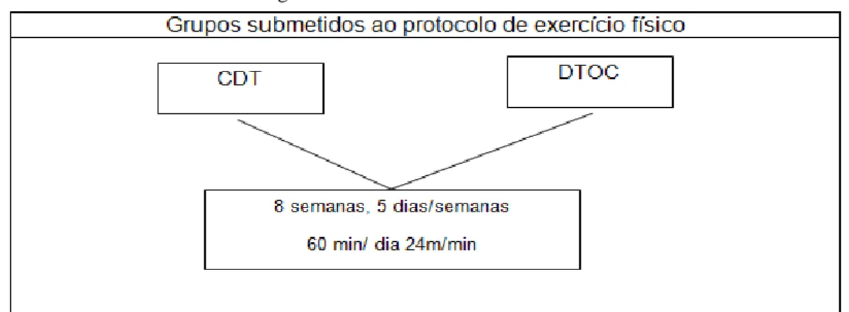 Figura 3 – Protocolo de exercício físico 