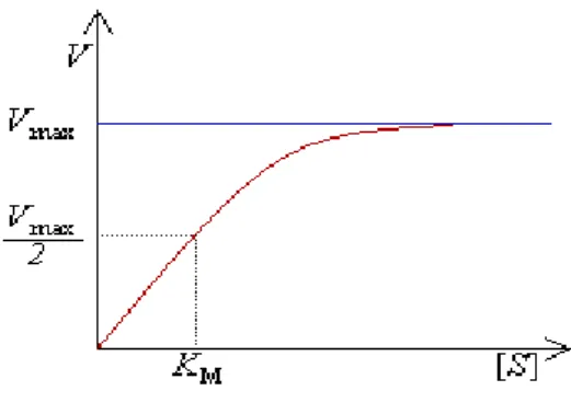 Figura 1: Efeito da concentração de substrato sobre a velocidade de uma reação catalisada por enzima