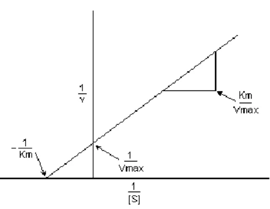 Figura 2: Gráfico de Lineweaver-Burk.