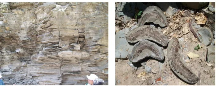 Figura 3. Professores em atividade de campo em afloramento rochoso e exemplar de fósseis da Bacia Sedimentar  do Araripe