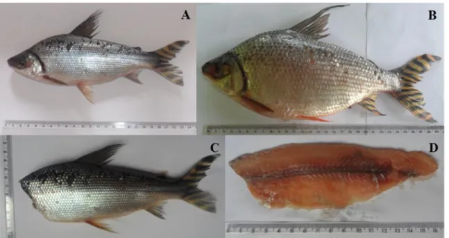 Figura 1: Jaraqui de escama fina (A), jaraqui de escama grossa (B), pescado descabeçado (C) e filé de jaraqui (D)