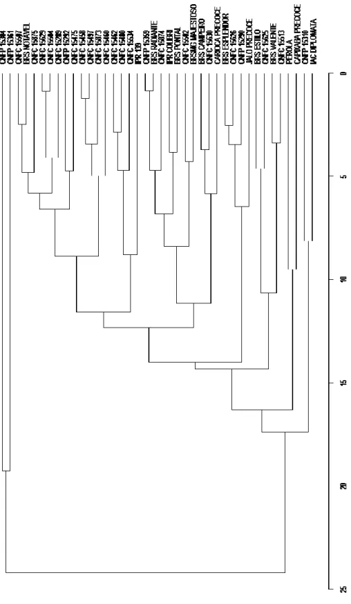 Figure 2. Dendrogram obtained by the hierarchical grouping of the mean linkage between groups (UPGMA),  from the generalized distance of Mahalanobis among 40 bean genotypes, grouped from the variables 