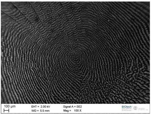 Figure 3.1 - Fish scales from group 1 observed in the SEM 