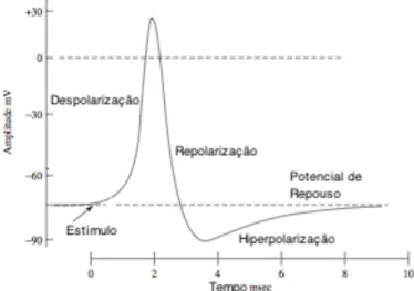 Figura   1.2:   Gráfico   ilustrativo   das   alterações   do   potencial   da   membrana   aquando   da   recepção   de   um    estímulo,   adaptada   de   [1]