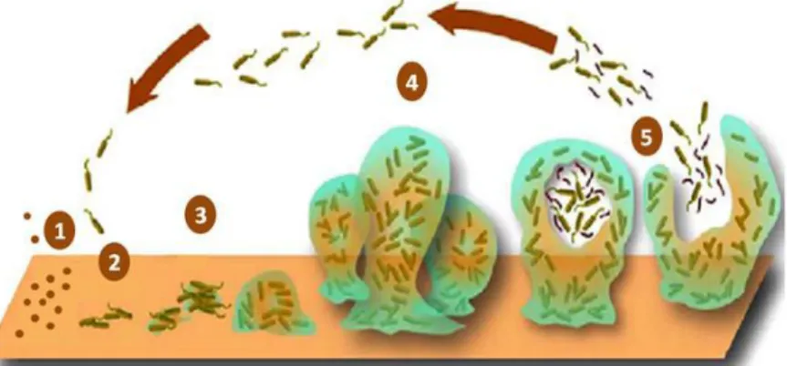 Figure  1.1|  Schematic  representation  of  the  steps  involved  in  biofilm  formation  on  a  surface:  conditioning  film formation (1), reversible attachment (2), irreversible attachment (3), maturation (4) and detachment (5)