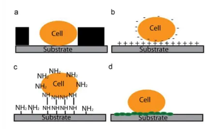 Figure  1.7|  Schematic  representation  of  the most  commonly  immobilization methods  for AFM:  (a)  physical  entrapment,  (b)  attractive  electrostatic  interactions,  (c)  covalent  binding  to  amine-functionalized  surface  by  glutaraldehyde and 