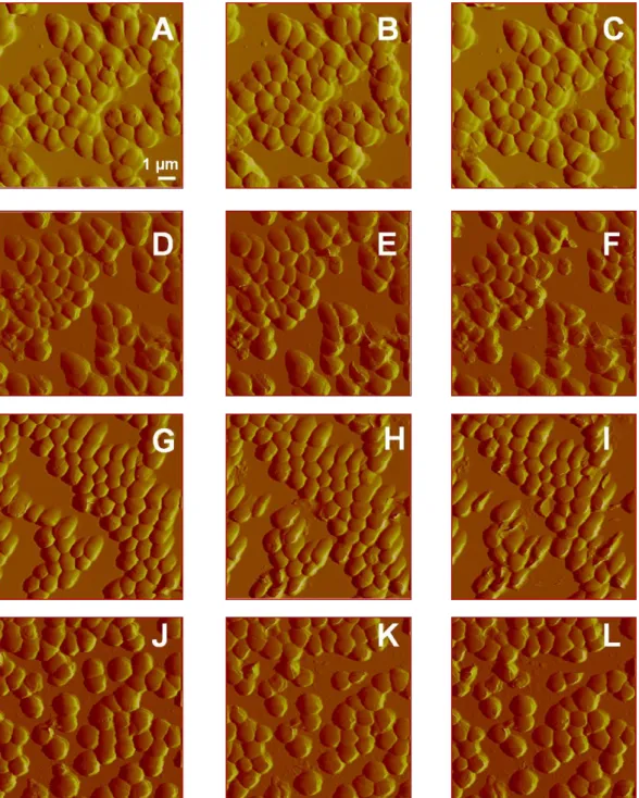 Figure  3.11|  AFM  Peak  Force  images  of Staphylococcus epidermidis  ATCC  14990  after  being  exposed  to  demineralized water (control) for 0 min (A), 188 min (B) and 300 min (C), to 0.1 M Cacl 2  (control) for 0 min  (D), 182 min (E) and 300 min (F)
