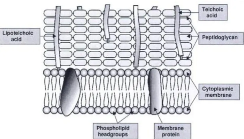 Figure 1. Representative scheme of Gram-positive cell envelope (cytoplasmic membrane and the cell wall (6))