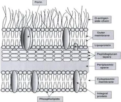 Figure 2. Representative scheme of Gram-negative cell envelope (cytoplasmic membrane and the cell wall) (6)