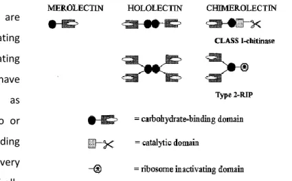 Figure  5.  Schematic  representation  of  three  types  of  plant  lectins: 