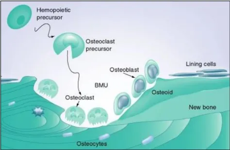Figure 5. Bone tissue cellular composition: osteoblasts, osteoclasts and osteocytes and lining cells