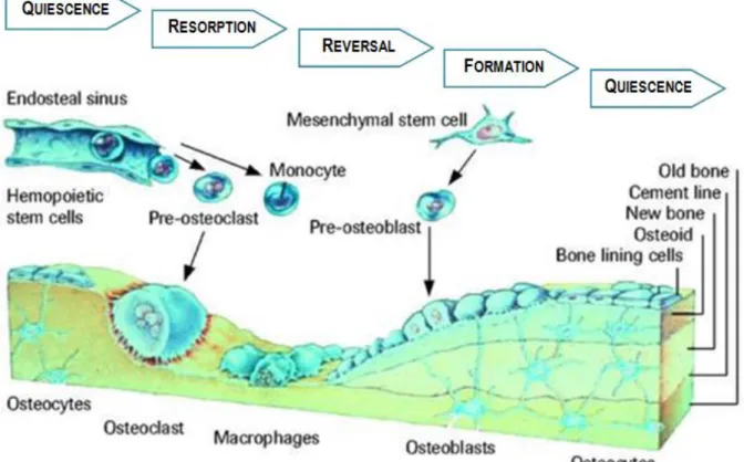 Figure 6. Stages of bone remodelling (adapted from (31)). 