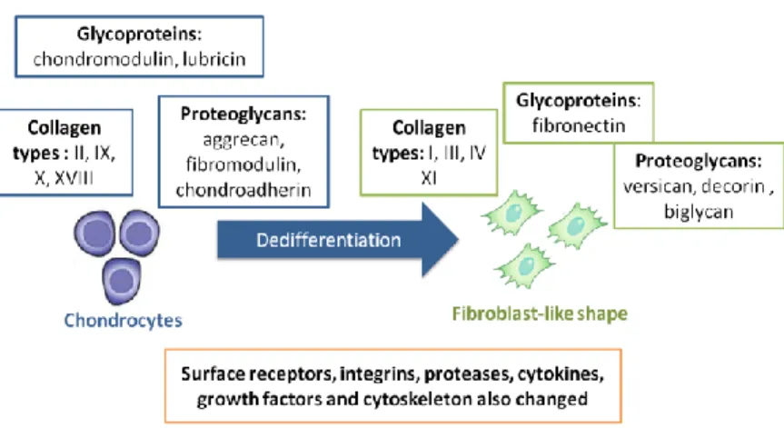 Figure I-4:  Chondrocytes phenotype shift during dedifferentiation [adapted from table [38]]