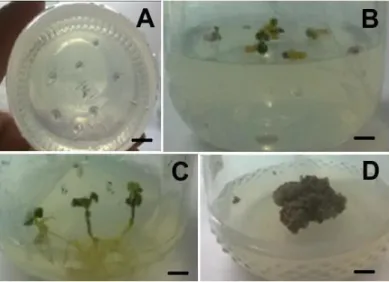 Figure 2 - In vitro germination of basil (Ocimum basilicum) seeds in MS medium without 2,4-D