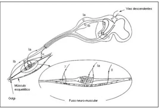 Figura 9  Fuso neuromuscular e circuito básico [4]. 