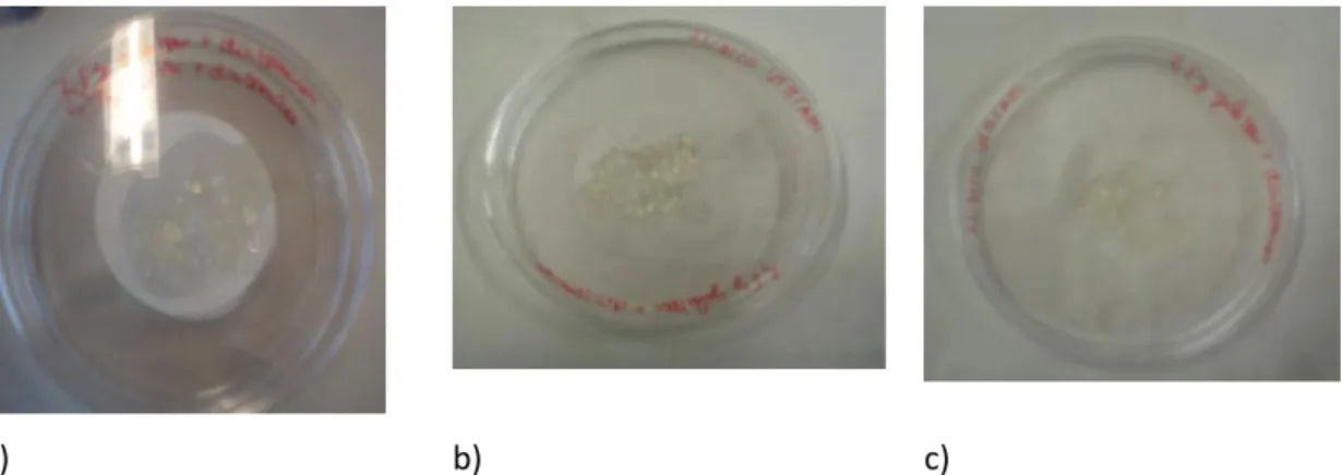 Figure 4.2. a) Gelatine beads at time zero; b) Gelatine beads in 15 days after its production; c) Gelatine beads 31 days  after its production