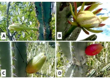 Figura 2. Fenofases reprodutivas de Cereus jamacaru, A - Botão floral; B - flor aberta; C - fruto verde; D - fruto  maduro