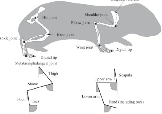 Figure 3.2 - The tri-segmented limb abstraction for small mammals. The limbs are segmented in  three parts – Fore-limbs/Hind-limbs : scapula/femur, humerus/shank and lower arm/foot [12]