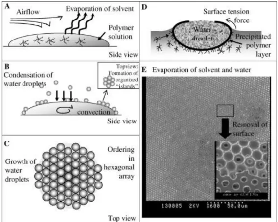 Figure 1.7. Mechanism for the formation of honeycomb-structured, porous films: (A) evaporation of the solvent of the  polymer  solution,  (B)  condensation  of  water  droplets  cause  by  the  cold  surface  temperature  of  the  solution,  (C)  formation