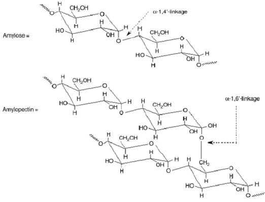 Figure 1.10. Molecular structure of starch. 