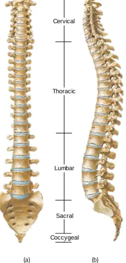 Figure 2.1 - Views of the vertebral column, showing the different regions: (a) frontal view; (b) lateral view {Adapted from  (Gray, 1918)}