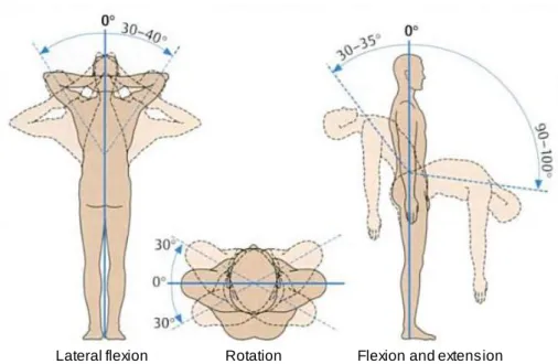 Figure 2.2 – Mobility of the vertebral column: the extent of mobility from zero position (0°)  is given in degrees {Adapted  from (Faller  et al