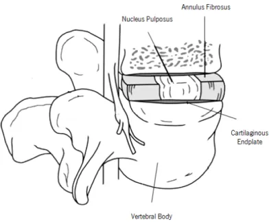 Figure 2.3 – The motion segment consisting of two vertebral bodies and a normal IVD between them [adapted  from [Raj, 2008]