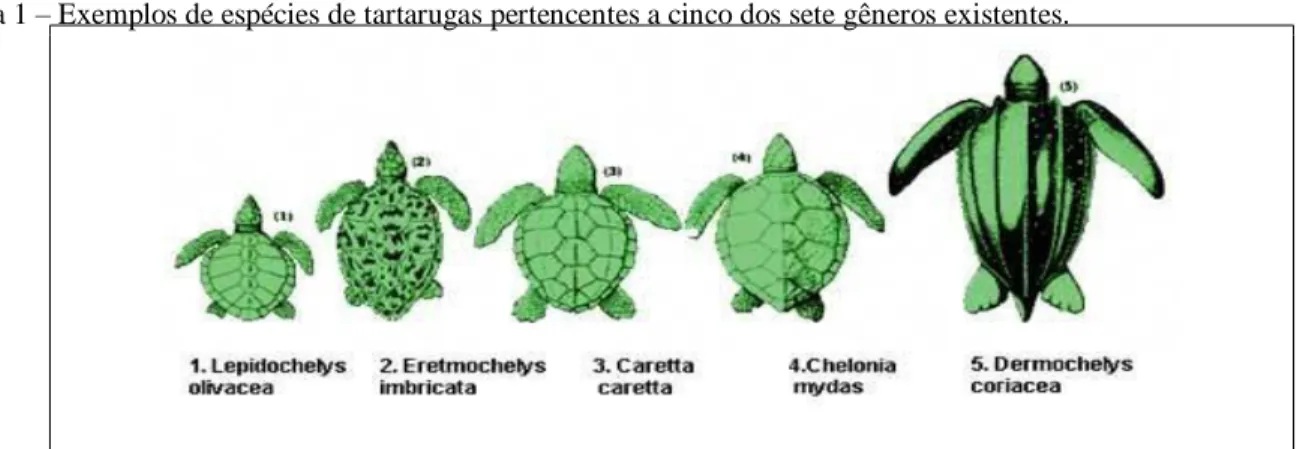 Figura 1 – Exemplos de espécies de tartarugas pertencentes a cinco dos sete gêneros existentes