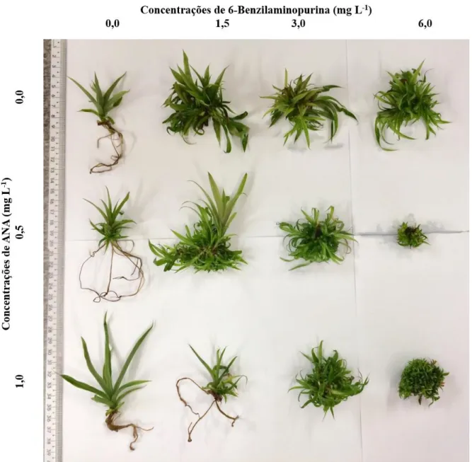 Figura 4. Respostas in vitro de A. aquilegaa em função de combinações de ANA e BAP. 