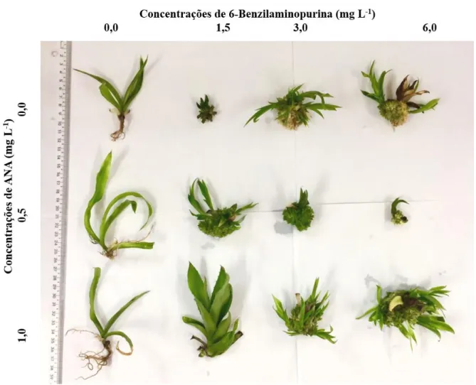 Figura 5. Respostas in vitro de B. balansae em função de combinações de ANA e BAP. 