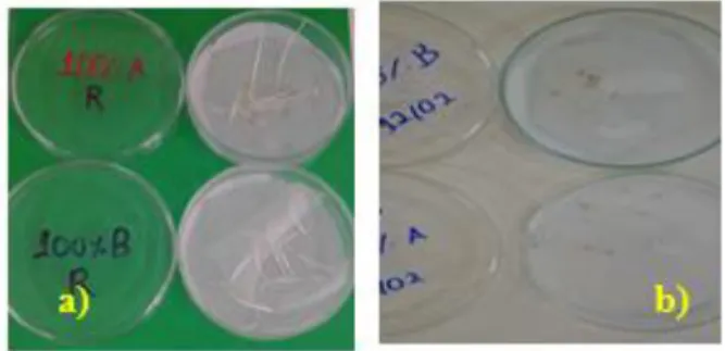 Figure 3: Seed germination (a) Treated real effluent and (b) raw effluent 