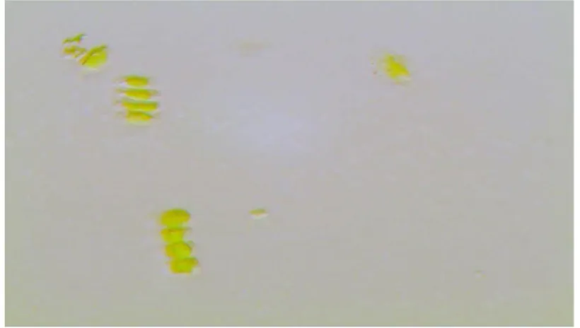 Figure 6. Initial microalgae biomass. 1:10 dilution. Magnifying 100x. 