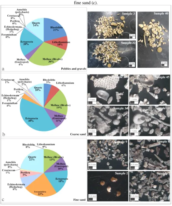 Figure 4. Total relative abundance of biodetritic fragments of the fractions, pebbles and gravels (a), coarse sand (b) and  fine sand (c).