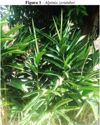 Figura 1 - Alpinia zerumbet 