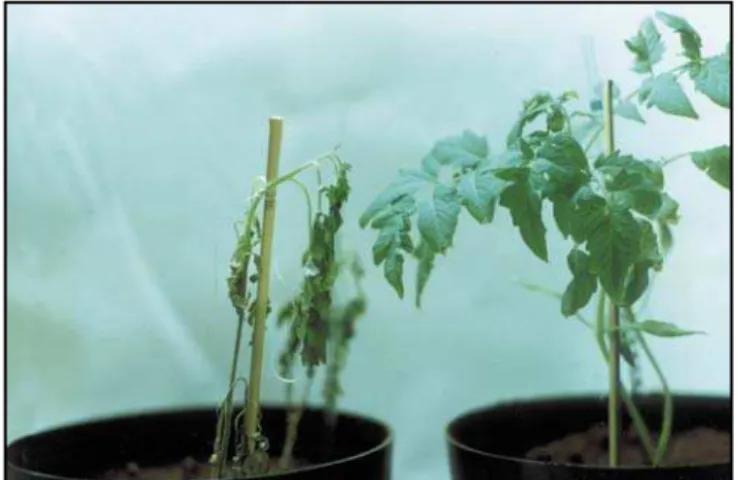 Figura 5 - Sintomas severos  do ToMV em planta de tomate var.
