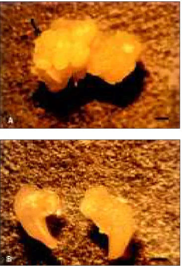 Figura 1 - A) Calo embriogênico da cultivar Jatinã C3 Anão, aos  100 dias de cultivo sem NaCl (Bar