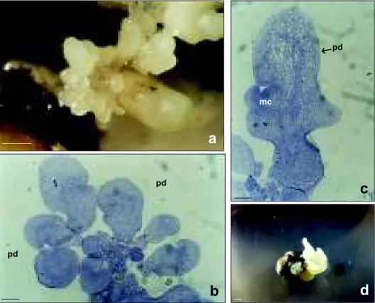 Figura 3 - Embriões somáticos de bananeira, cv. Nanicão Jangada. a) embriões somáticos (pontas de seta), em diversos estágios de desenvolvimento; b) cortes histológicos de embriões somáticos, mostrando protoderme bem definida (pd); c) seção longitudinal de