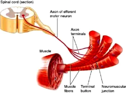 Figure 3.4: Motor neuron innervating skeletal muscle cells. The axon travels through a spinal nerve to the skeletal muscle it innervates