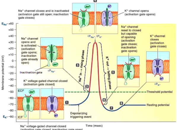Figure 3.6: Permeability changes and ion fluxes during an action potential. (1) Resting potential: all voltage- voltage-gated channels closed; (2) At threshold, Na + activation gate opens and permeability to Na + rises; (3) Na + enters in the cell, causing