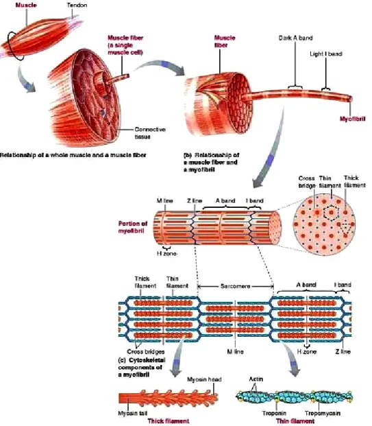 Figure 3.10: Detailed representation of the organization of the skeletal muscle [84]. Reproduced by permis- permis-sion
