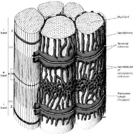 Figure 3.13: Skeletal muscle fiber, showing the sarcoplasmatic reticulum that surrounds myofibrills