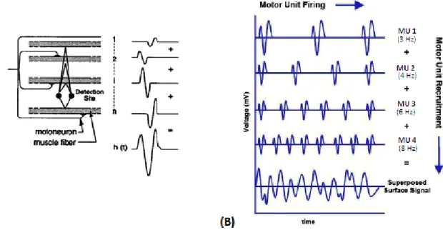 Figure 4.4: (A) Generation of a MUAP (motor unit action potential); (B) The sEMG signal is the superposi- superposi-tion of multiple MUAPs
