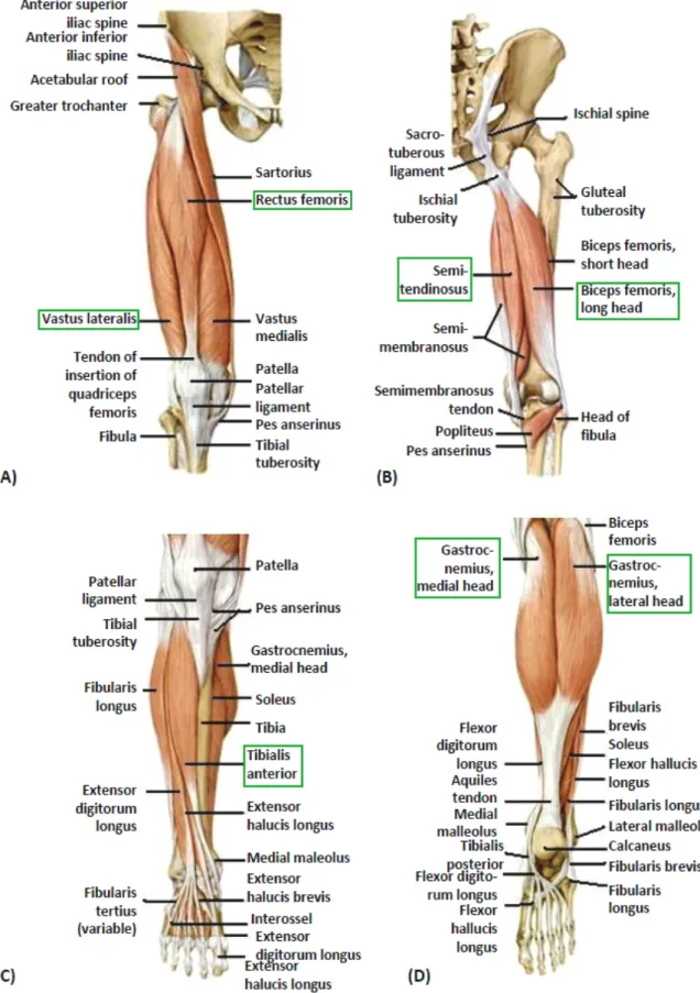 Figure 4.11: (A) Anterior thigh muscles of the right side; (B) Posterior thigh muscles of the right side; (C) Muscles of the leg: anterior view of the right side; (D) Muscles of the leg: posterior view of the right side.