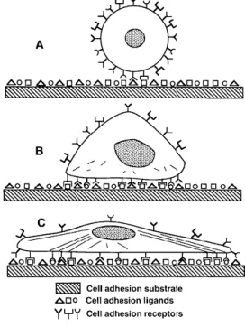 Figure  4.    Progression  of  the  mammalian  cell  adhesion.  (A)  Initial  contact  of  the  cell  with  the  material  covered  by  proteins