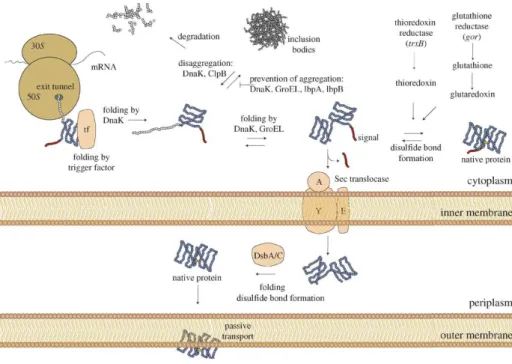 Figura  1. Folding  de  proteínas  e  secreção  em  E.  coli.  Vias  importantes  para  a  secreção  da  expressão  recombinante e formação de pontes dissulfureto.