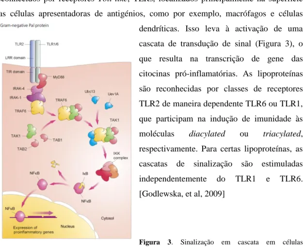 Figura  3.  Sinalização  em  cascata  em  células  apresentadoras de antigénios induzida por estimulação de receptores TLR2